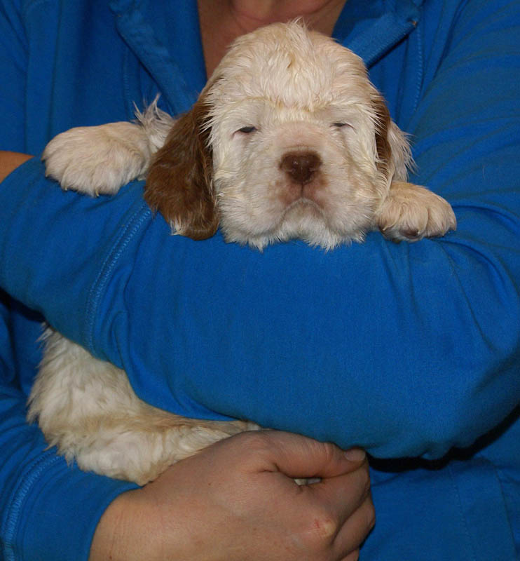 Bumbaa's_litter_5weeks_Boy_Green_4