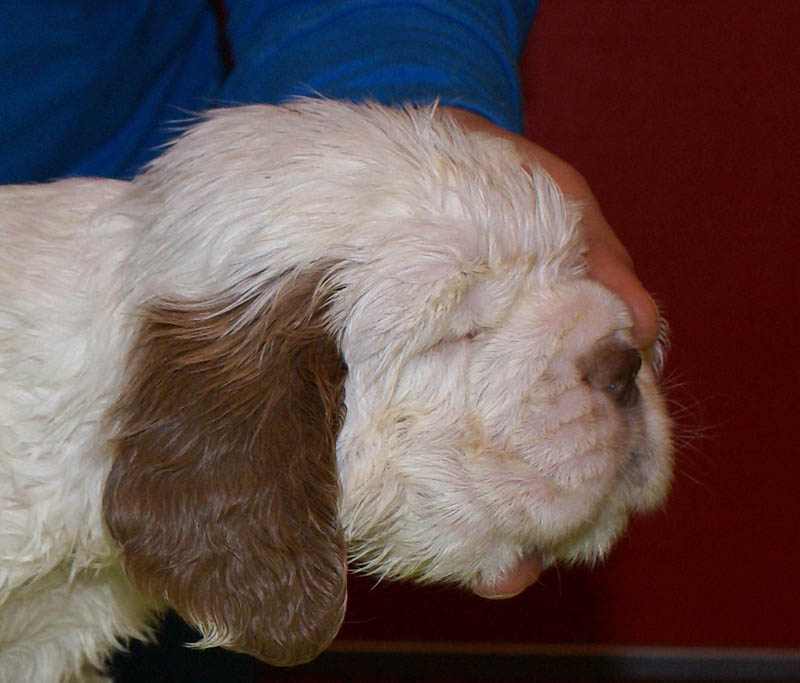 Bumbaa's_litter_5weeks_Boy_Green_5