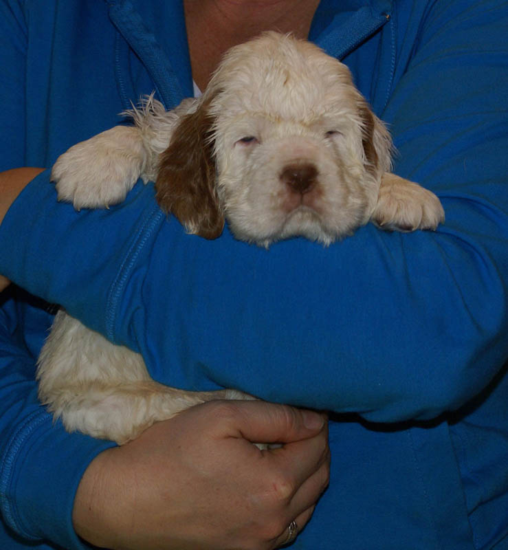 Bumbaa's_litter_5weeks_Boy_Green_8