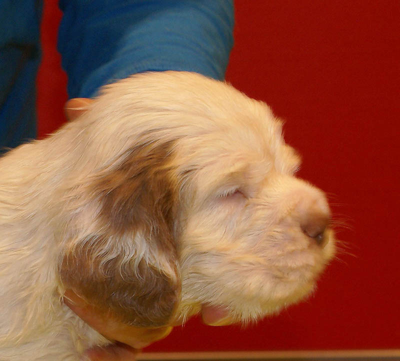 Bumbaa's_litter_5weeks_Boy_Pink_1