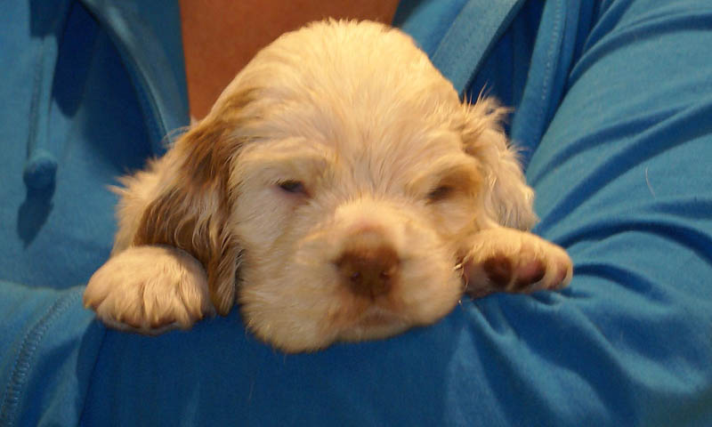 Bumbaa's_litter_5weeks_Boy_Pink_3