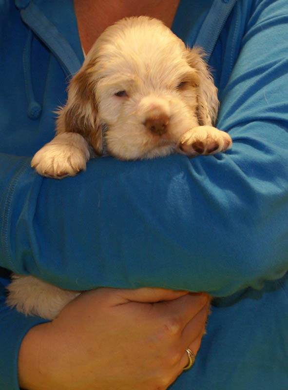 Bumbaa's_litter_5weeks_Boy_Pink_4