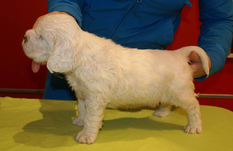 Bumbaa's_litter_5weeks_Boy_Yellow_1