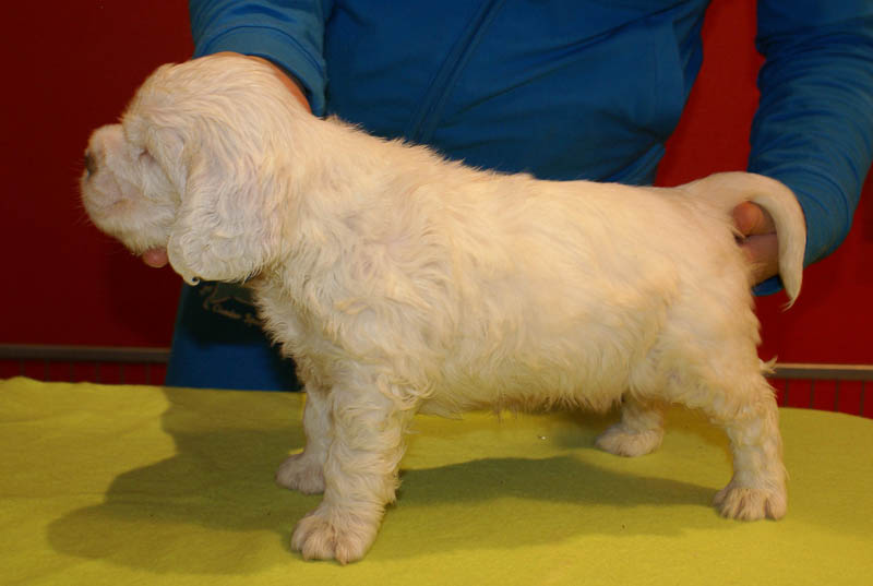 Bumbaa's_litter_5weeks_Boy_Yellow_2