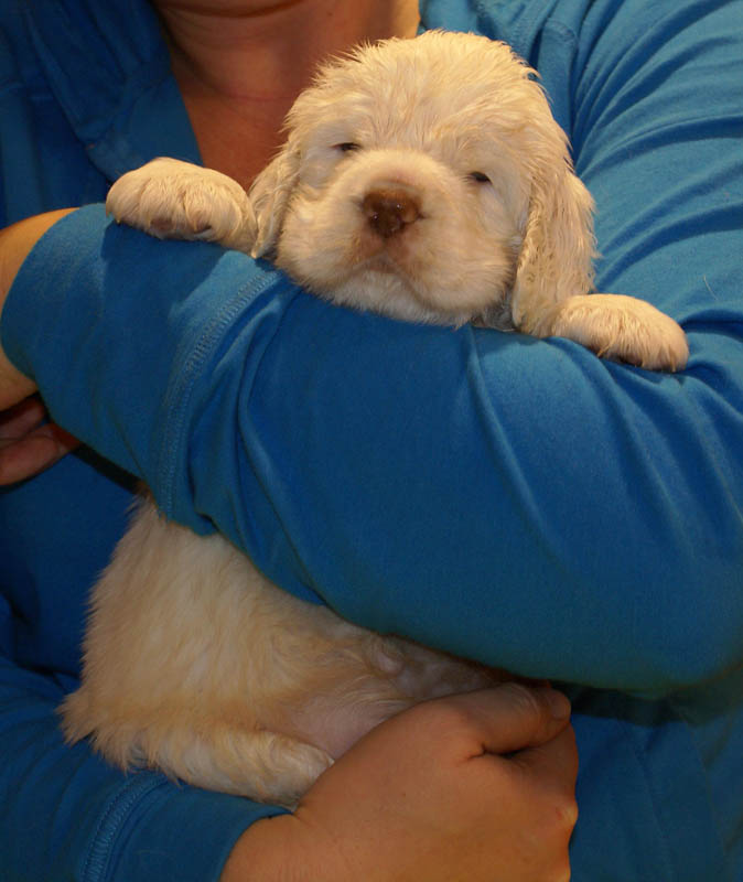 Bumbaa's_litter_5weeks_Boy_Yellow_4