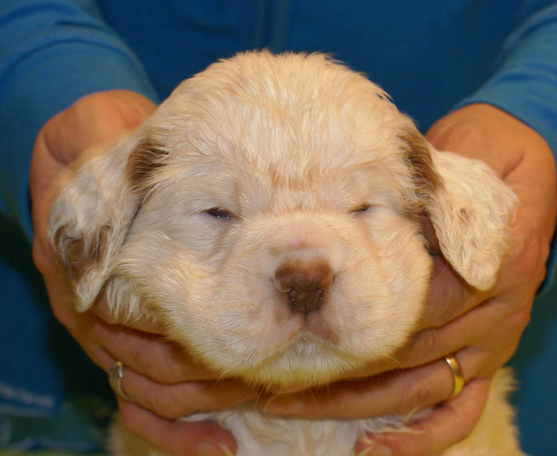 Bumbaa's_litter_5weeks_Girl_1