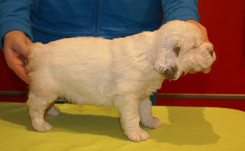 Bumbaa's_litter_5weeks_Girl_4