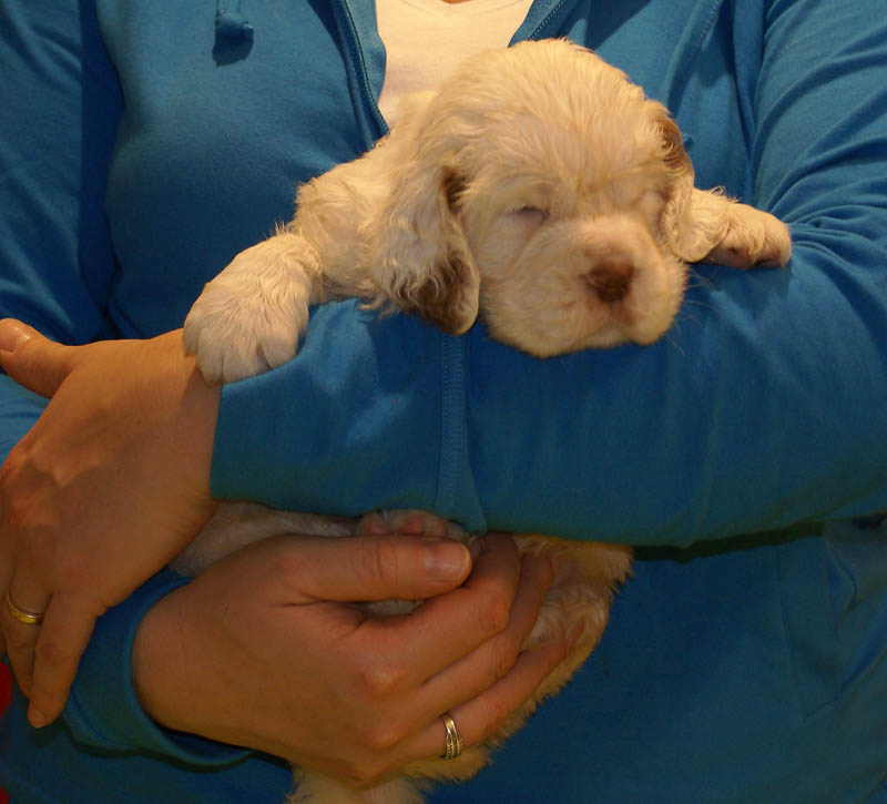 Bumbaa's_litter_5weeks_Girl_6