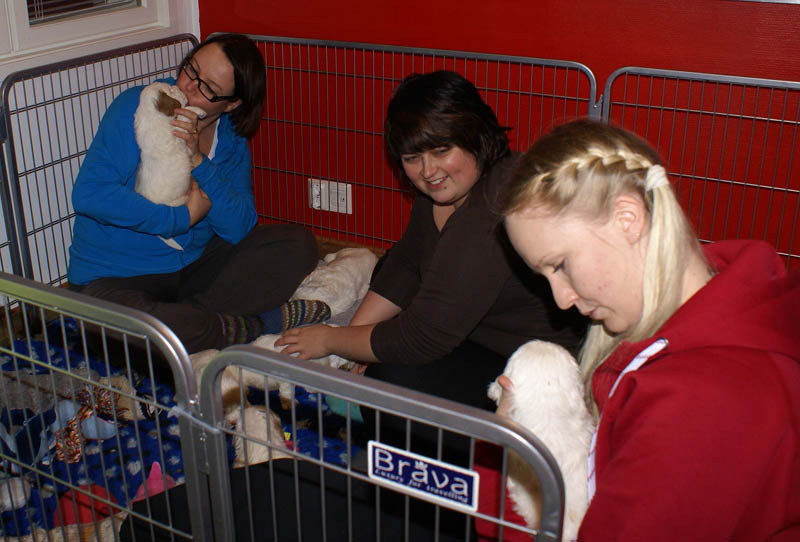 a_Bumbaas_pups_5weeks_a