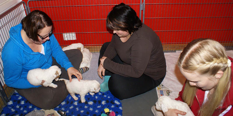 a_Bumbaas_pups_5weeks_c