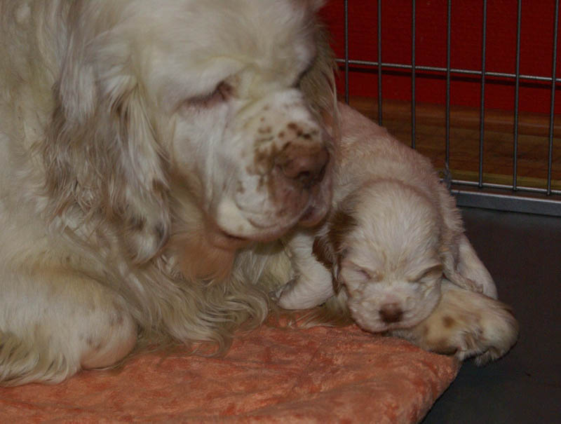 a_Bumbaas_pups_5weeks_f