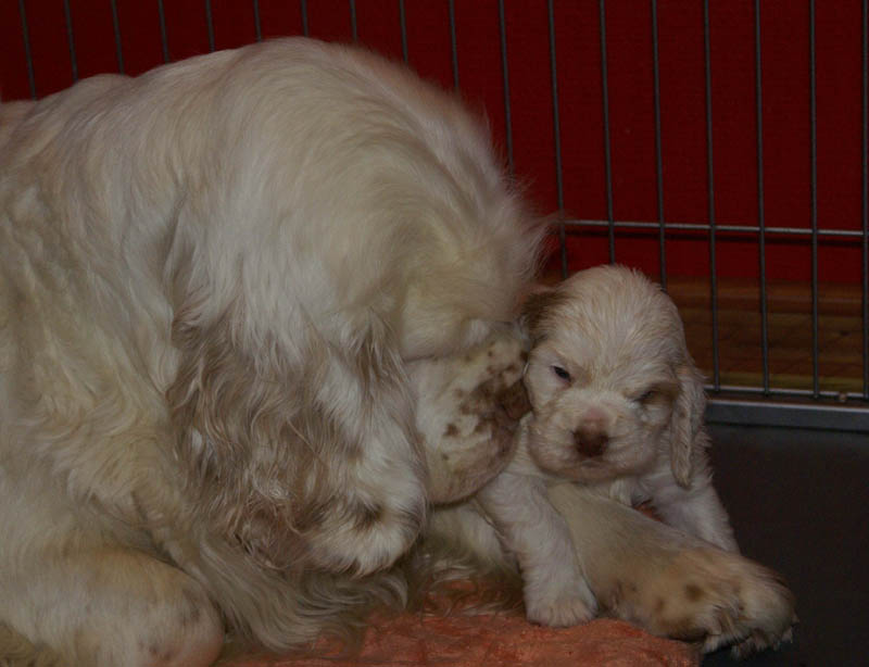 a_Bumbaas_pups_5weeks_j