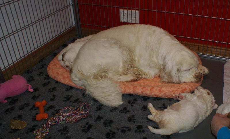 a_Bumbaas_pups_5weeks_l