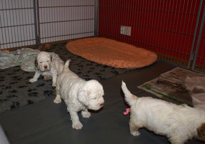 a_Bumbaas_pups_5weeks_n