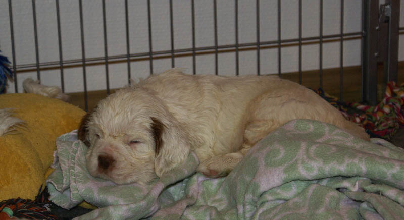 a_Bumbaas_pups_5weeks_o