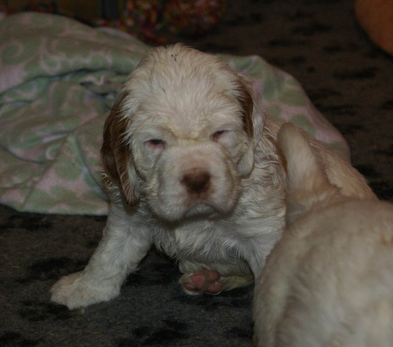 a_Bumbaas_pups_5weeks_p