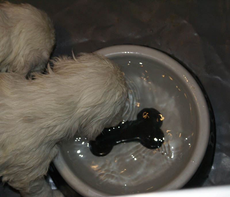 a_Bumbaas_pups_5weeks_q