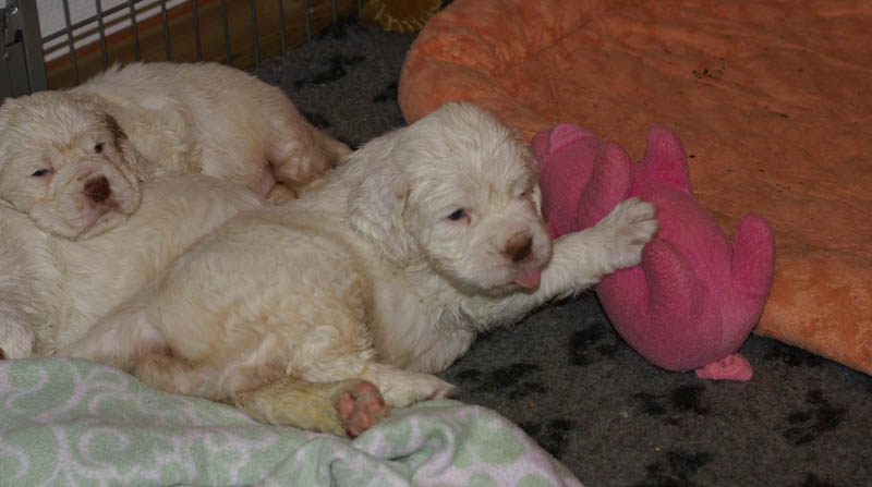 a_Bumbaas_pups_5weeks_t