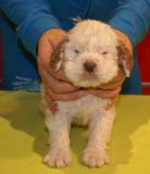 Bumbaa's_litter_5weeks_Boy_Bronze_1