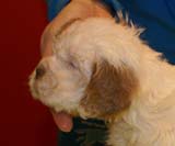 Bumbaa's_litter_5weeks_Boy_Bronze_6