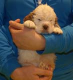 Bumbaa's_litter_5weeks_Boy_Bronze_7