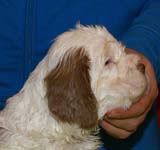 Bumbaa's_litter_5weeks_Boy_Green_1