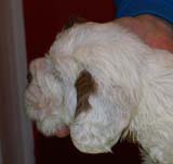 Bumbaa's_litter_5weeks_Boy_Green_2