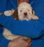 Bumbaa's_litter_5weeks_Boy_Green_4