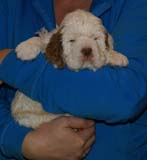 Bumbaa's_litter_5weeks_Boy_Green_8