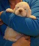 Bumbaa's_litter_5weeks_Boy_Yellow_4