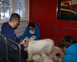 a_Bumbaas_pups_5weeks_i