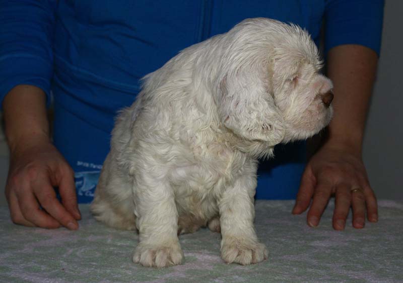 Bumbaa's_litter_6weeks_Boy_Blue_1