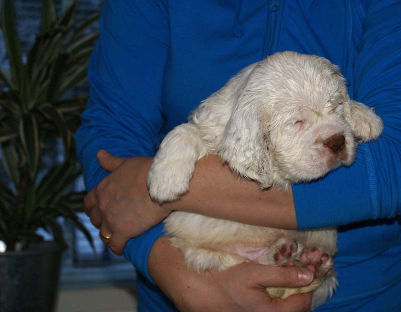 Bumbaa's_litter_6weeks_Boy_Blue_2