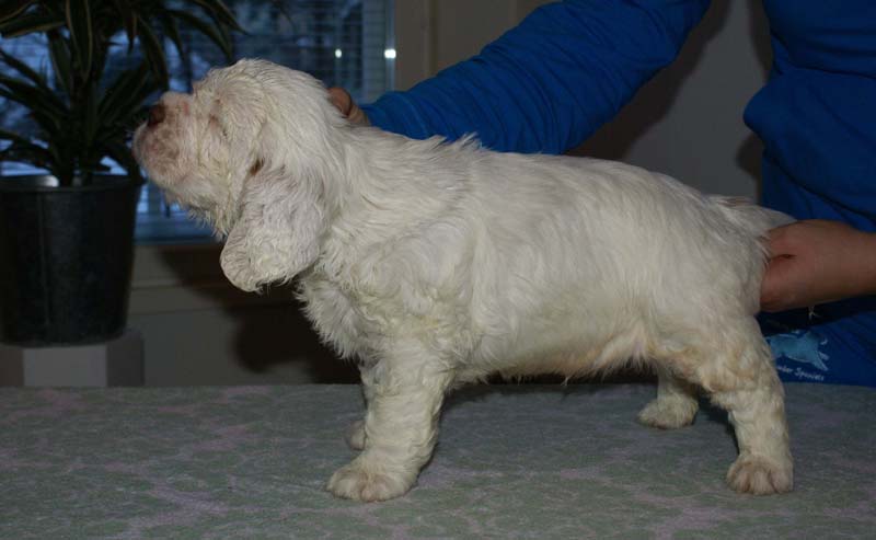 Bumbaa's_litter_6weeks_Boy_Blue_3