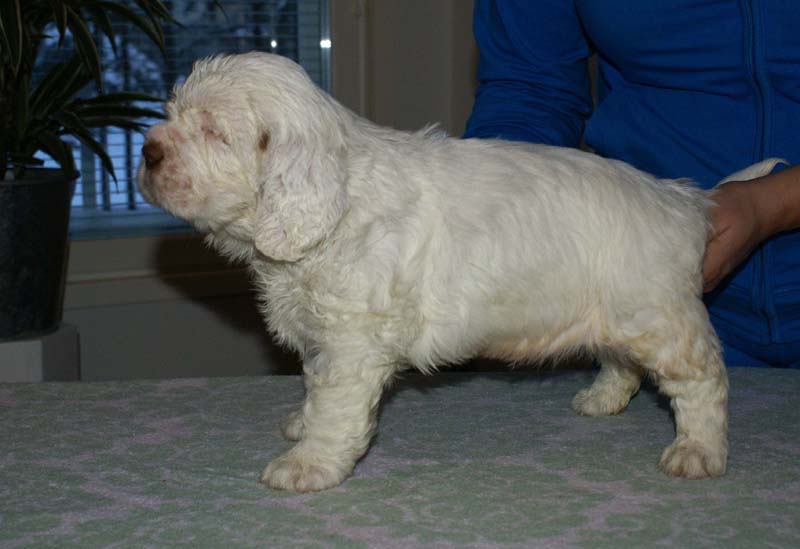 Bumbaa's_litter_6weeks_Boy_Blue_4