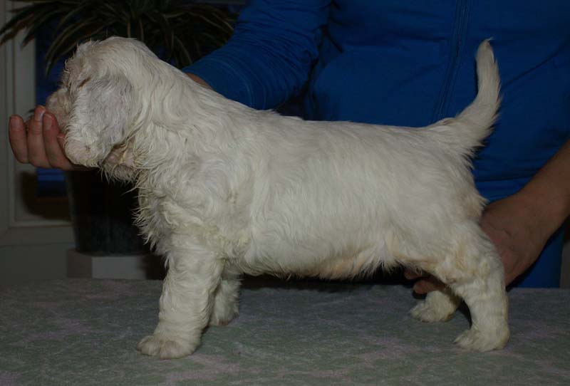 Bumbaa's_litter_6weeks_Boy_Blue_5