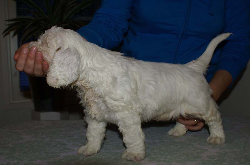 Bumbaa's_litter_6weeks_Boy_Blue_66