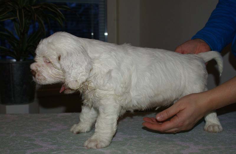 Bumbaa's_litter_6weeks_Boy_Blue_8