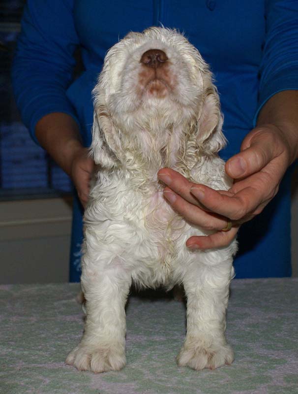 Bumbaa's_litter_6weeks_Boy_Blue_9