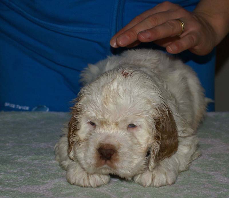 Bumbaa's_litter_6weeks_Boy_Bronze_2