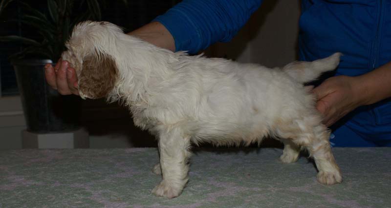 Bumbaa's_litter_6weeks_Boy_Bronze_4