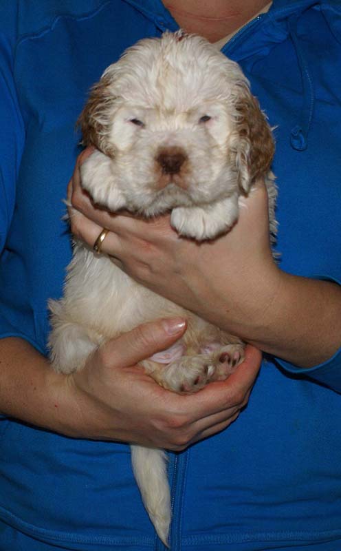 Bumbaa's_litter_6weeks_Boy_Bronze_7