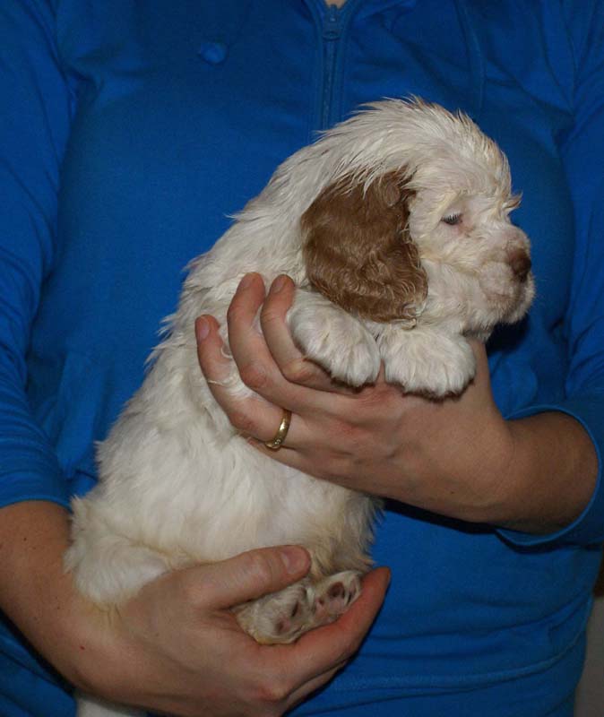 Bumbaa's_litter_6weeks_Boy_Bronze_8