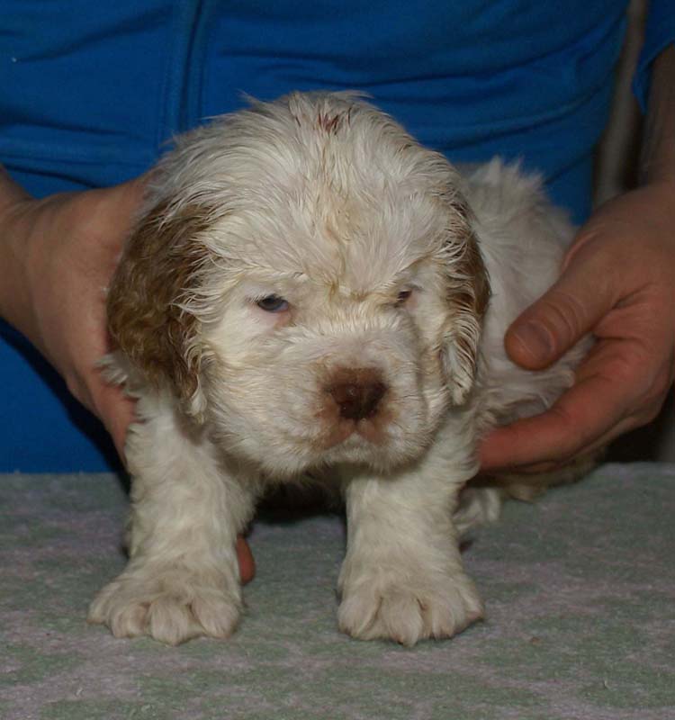 Bumbaa's_litter_6weeks_Boy_Bronze_9