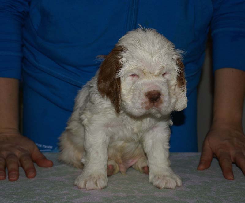 Bumbaa's_litter_6weeks_Boy_Green_1