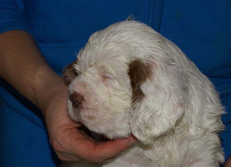 Bumbaa's_litter_6weeks_Boy_Green_2