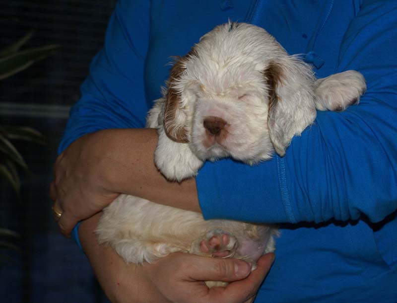 Bumbaa's_litter_6weeks_Boy_Green_3