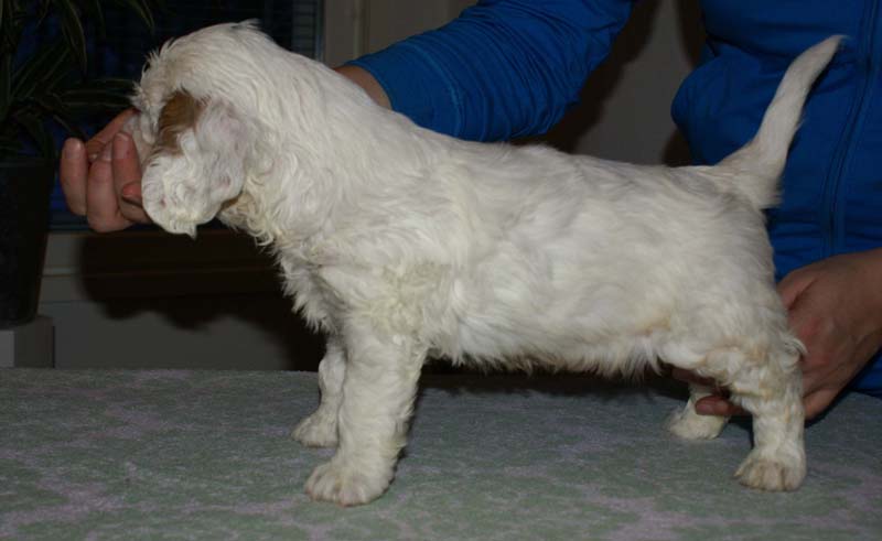 Bumbaa's_litter_6weeks_Boy_Green_4