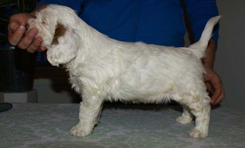 Bumbaa's_litter_6weeks_Boy_Green_5