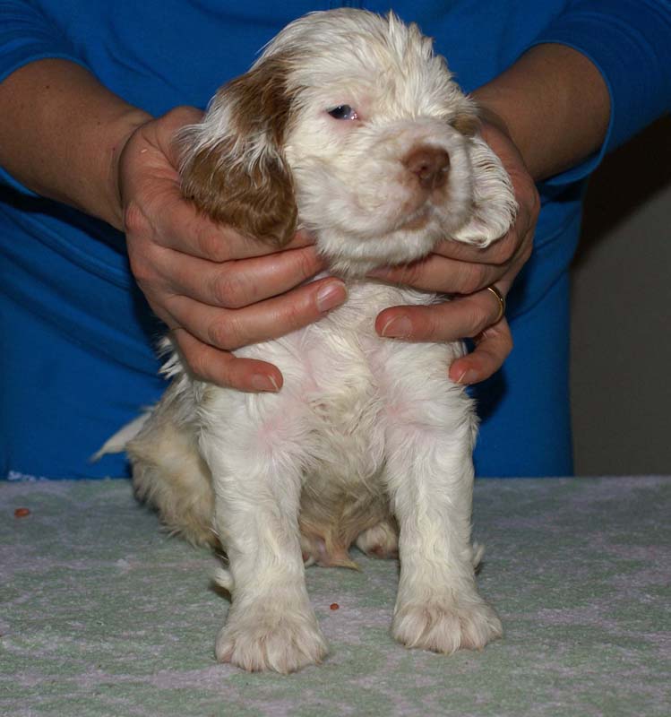 Bumbaa's_litter_6weeks_Boy_Pink_1